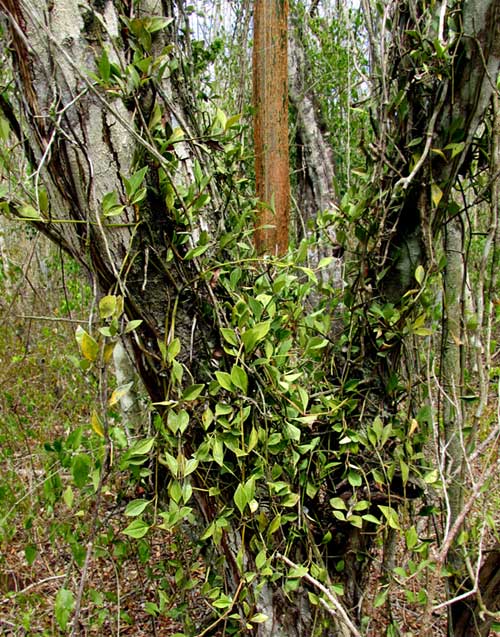 PEPEROMIA PERESKIIFOLIA habitat