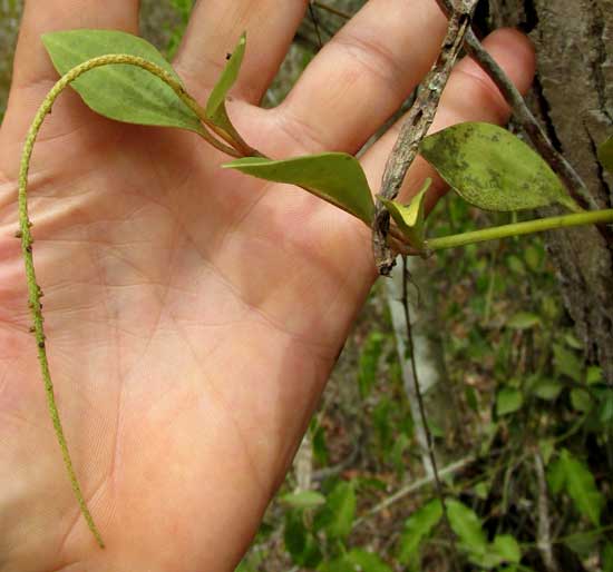 PEPEROMIA PERESKIIFOLIA flower spike