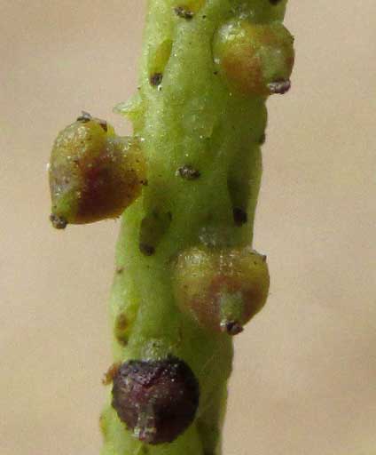 PEPEROMIA PERESKIIFOLIA fruits