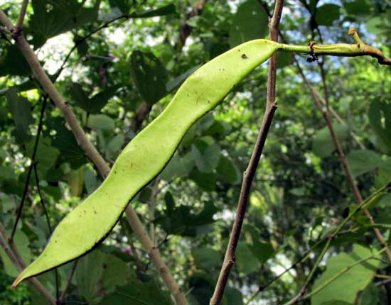 Purple Orchid Tree, BAUHINIA VARIEGATA, fruit