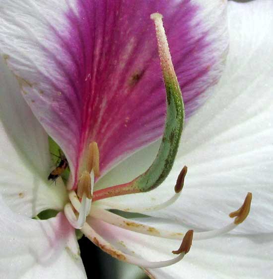 Purple Orchid Tree, BAUHINIA VARIEGATA, stamens