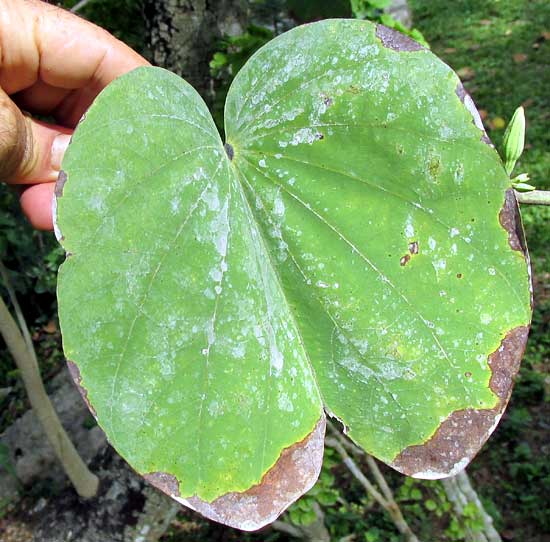 Purple Orchid Tree, BAUHINIA VARIEGATA, leaf