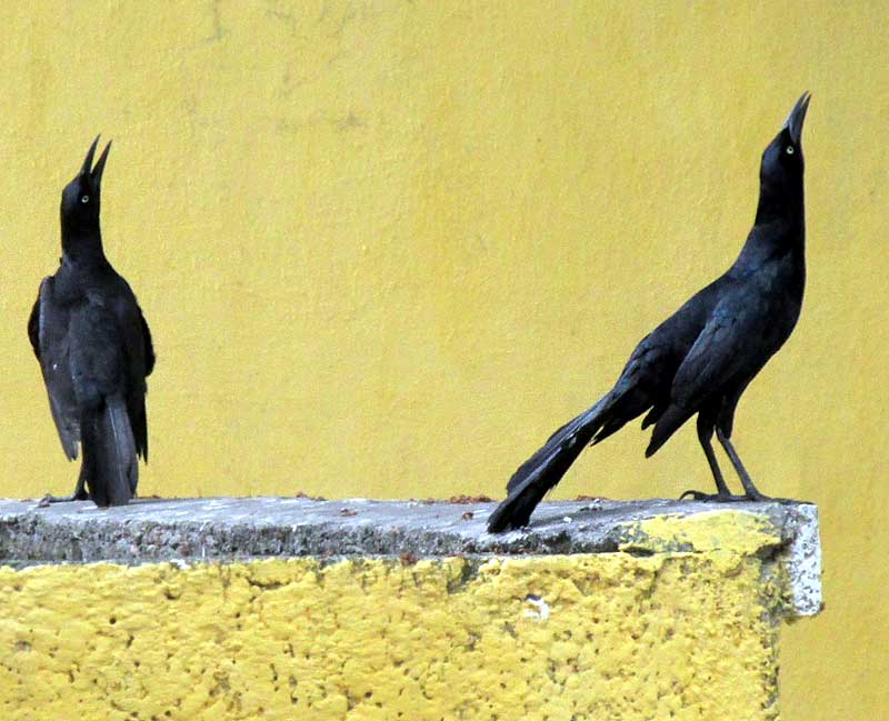 sky-pointing Great-tailed Grackles