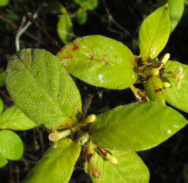 Velvetseed, GUETTARDA ELLIPTICA, leaves and flowers