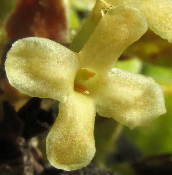 Velvetseed, GUETTARDA ELLIPTICA, flower from front