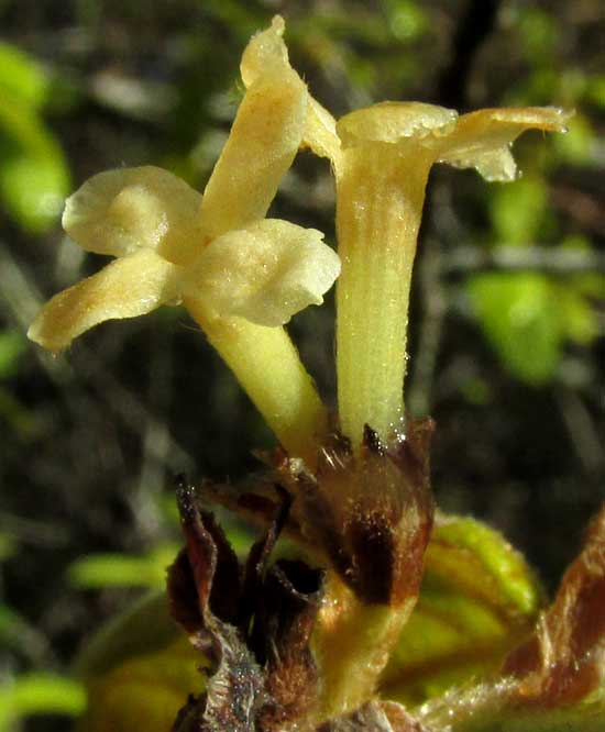 Velvetseed, GUETTARDA ELLIPTICA, flower side view