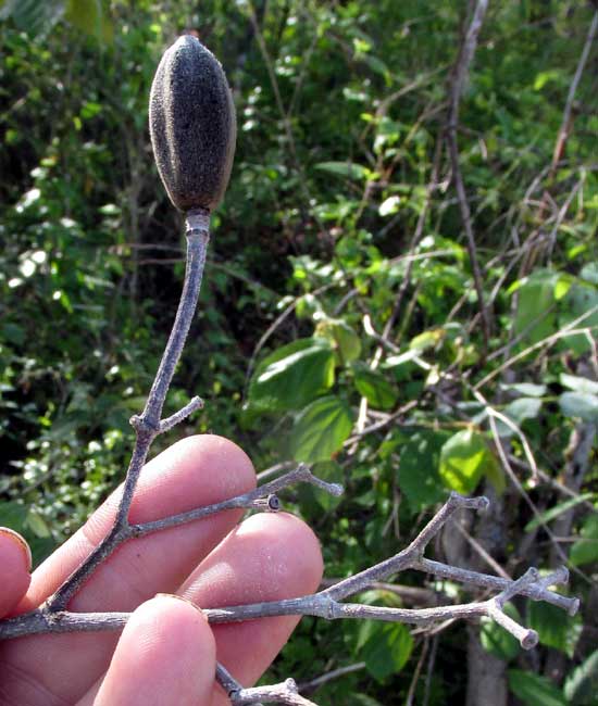 LUEHEA SPECIOSA, fruit