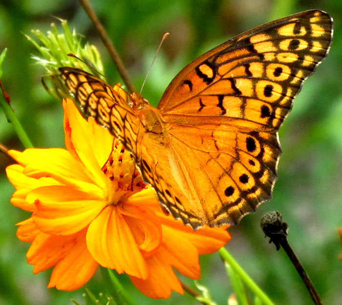 Variegated Fritillary, EUPTOIETA CLAUDIA