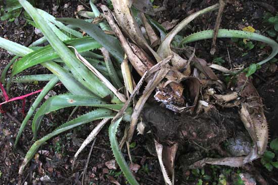 PACHYCONDYLA VILLOSA, nest