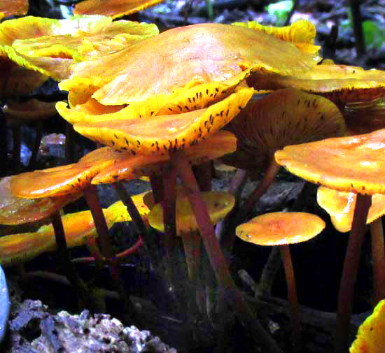 MYCENOID MUSHROOMS in Yucatan, side view, Mexico