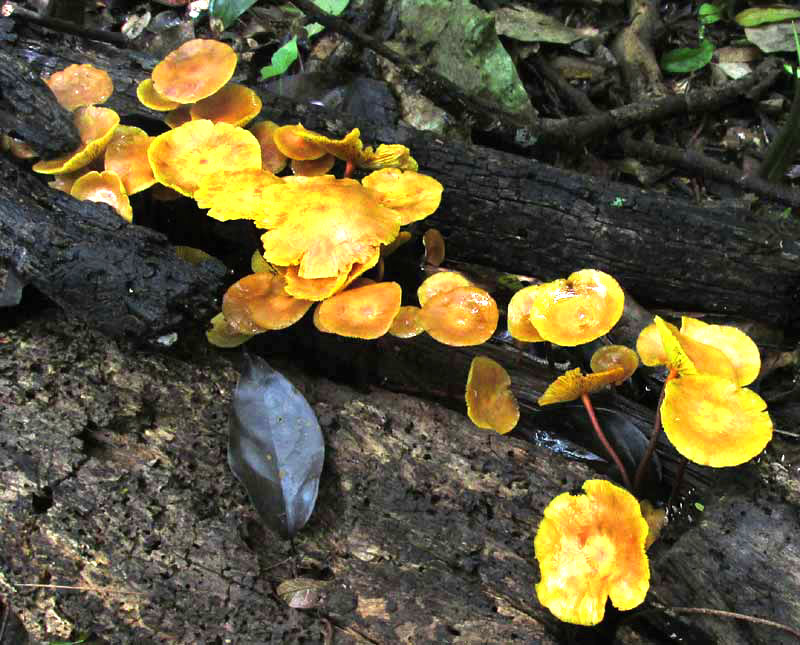 MYCENOID MUSHROOMS in Yucatan, Mexico