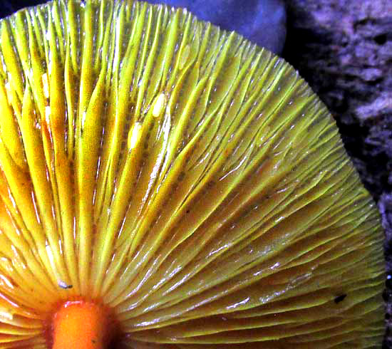 MYCENOID MUSHROOMS in Yucatan, Mexico, gills