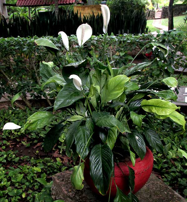 Peace Lilies, SPATHIPHYLLUM