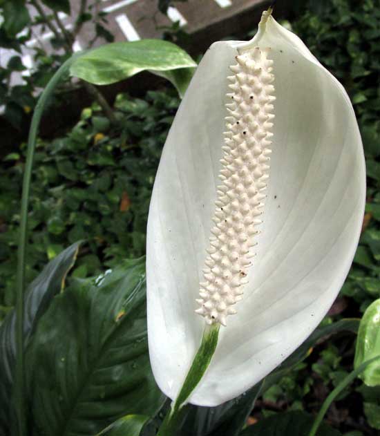 Peace Lily, SPATHIPHYLLUM, spadix and spathe