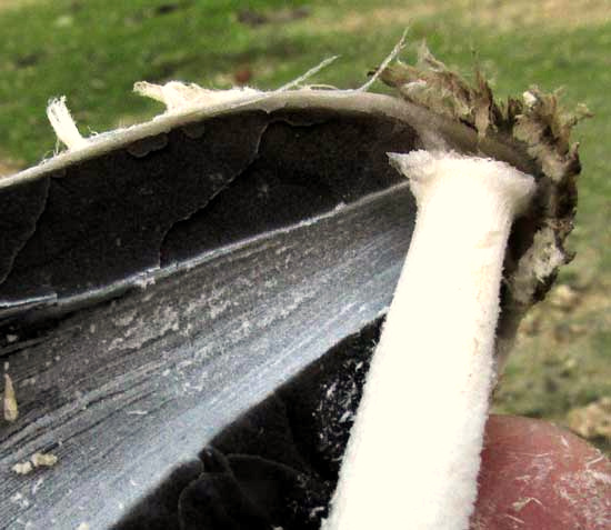 Shaggy Mane mushroom, COPRINUS COMATUS, gills and stem