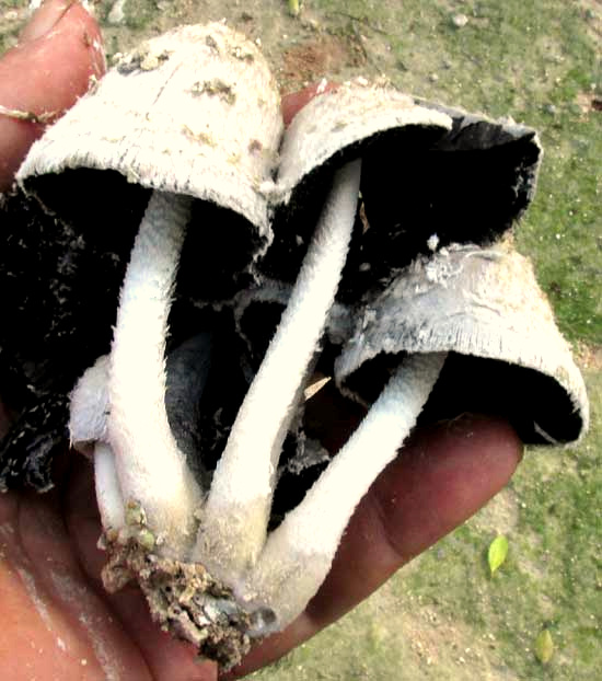 Shaggy Mane mushroom cluster, COPRINUS COMATUS, close-up of cap