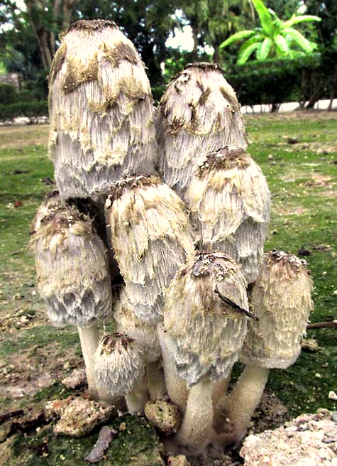 Shaggy Mane mushroom, COPRINUS COMATUS