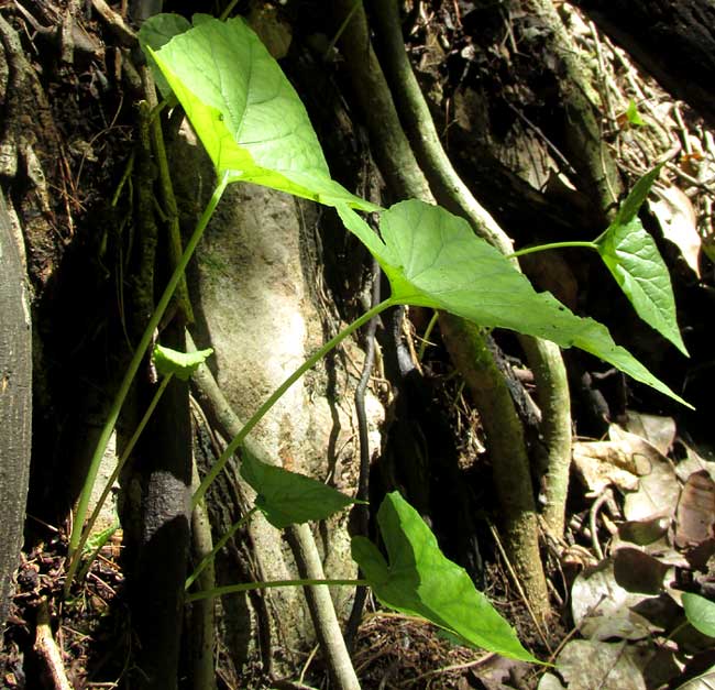 Snakewort, DORSTENIA CONTRAJERVA