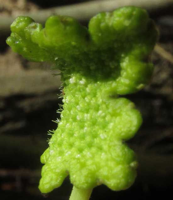 Snakewort, DORSTENIA CONTRAJERVA, flowering body