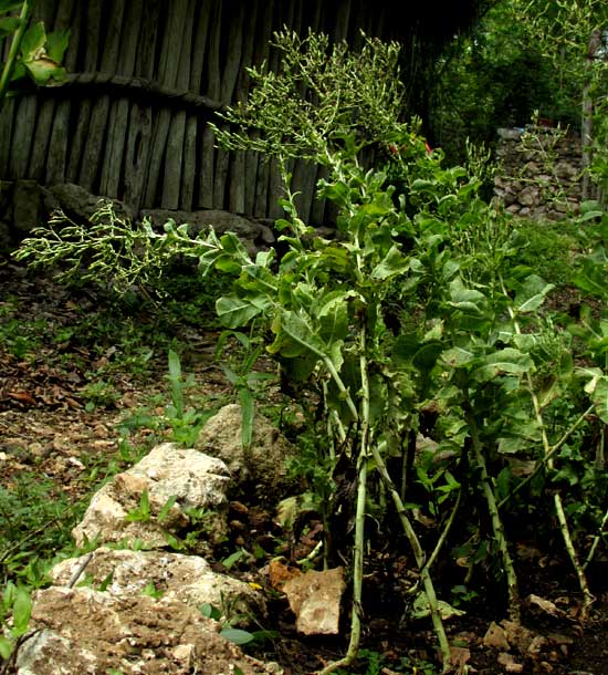 lettuce with fruiting heads