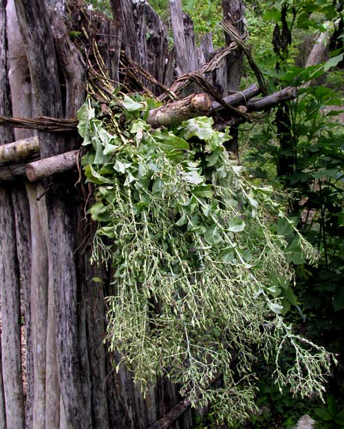 drying lettuce plants with fruiting heads