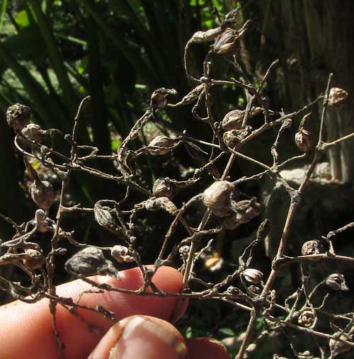 lettuce with dried fruiting heads