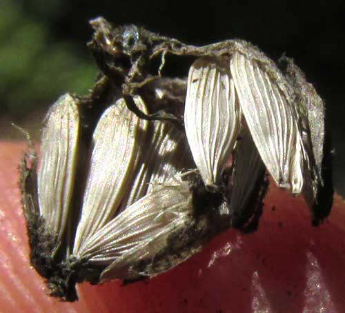 lettuce seeds