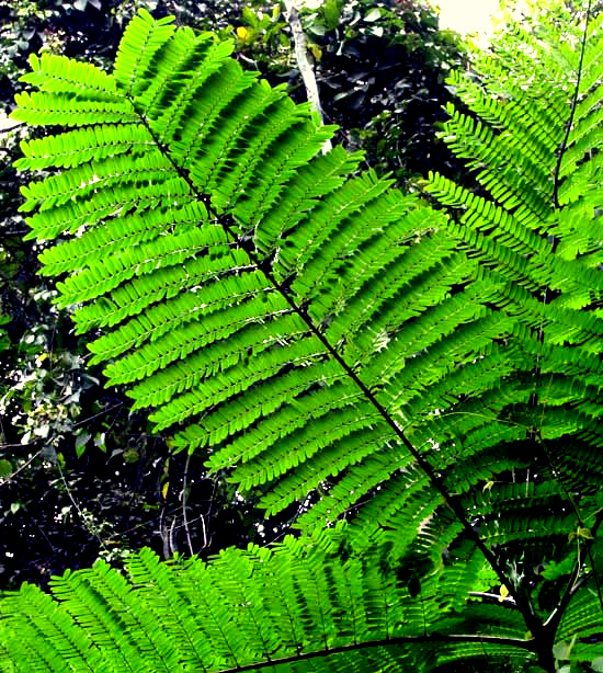 Brazilian Fern Tree, SCHIZOLOBIUM PARAHYBA, leaf