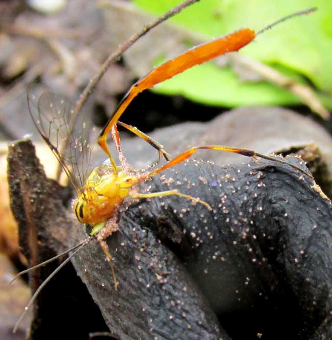 ICHNEUMON WASP