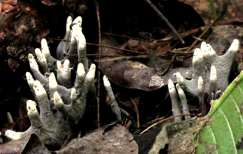 Candlesnuff, XYLARIA HYPOXYLON