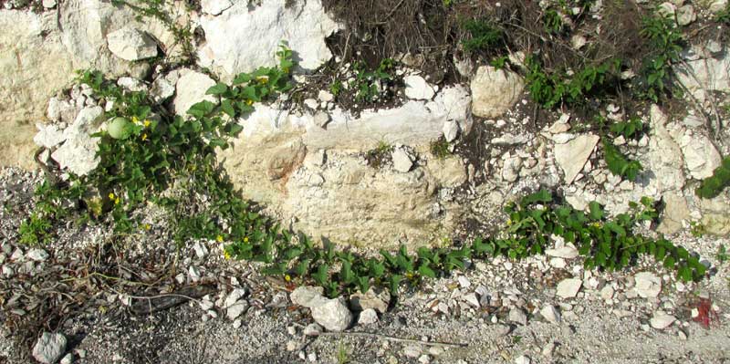 Wild Cantaloupe, CUCUMIS MELO