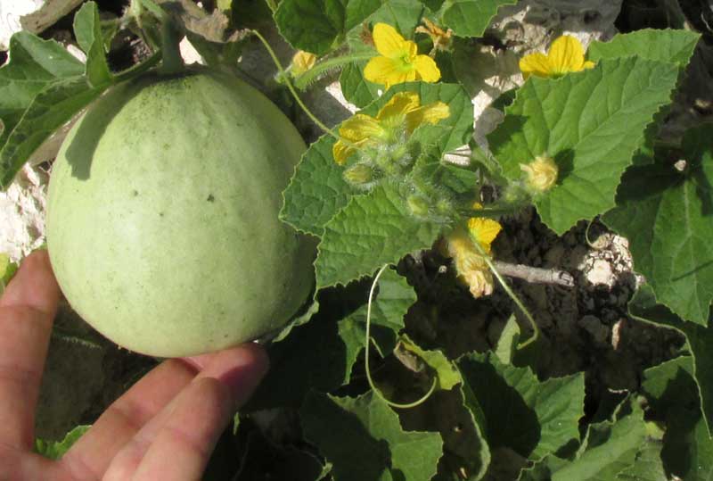 Wild Cantaloupe, CUCUMIS MELO, immature fruit