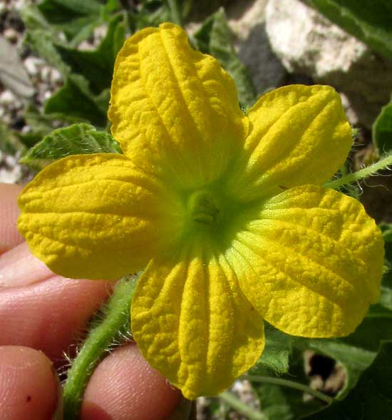 Wild Cantaloupe, CUCUMIS MELO, male flower