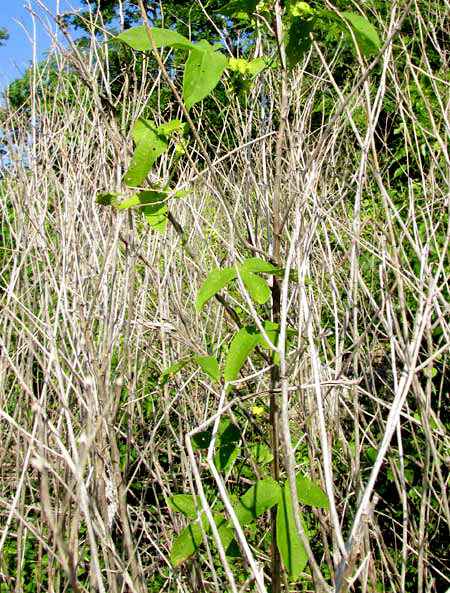 Spurgecreeper, DALECHAMPIA SCANDENS