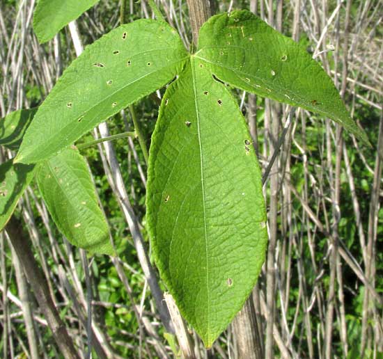 Spurgecreeper, DALECHAMPIA SCANDENS, leaf