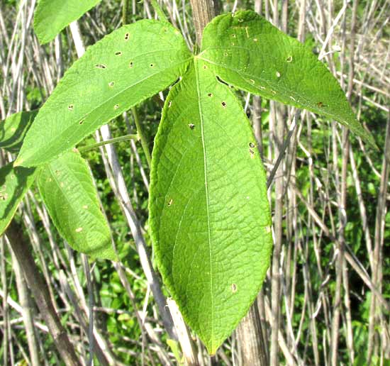 Spurgecreeper, DALECHAMPIA SCANDENS, leaf