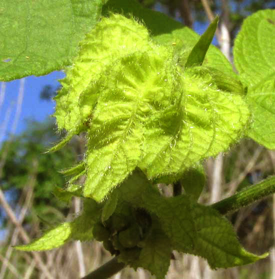 Spurgecreeper, DALECHAMPIA SCANDENS, bracts