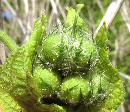 Spurgecreeper, DALECHAMPIA SCANDENS, maturing ovaries