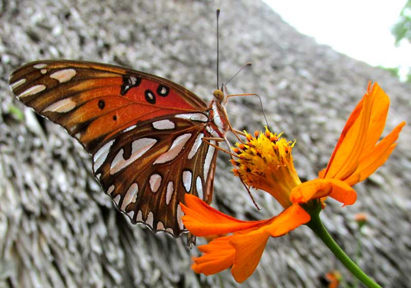 Gulf Coast Fritillary on cosmos flower