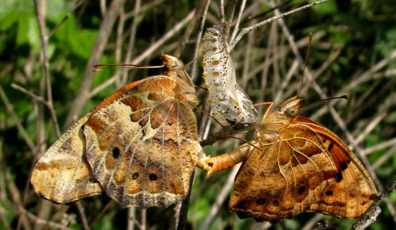 mating Variegated Fritillaries