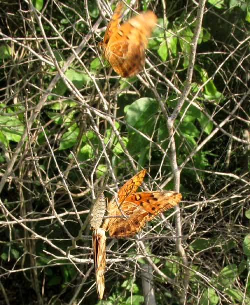 Variegated Fritillaries