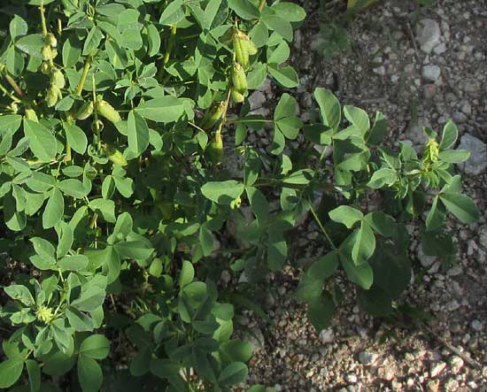 Shakeshake, CROTALARIA INCANA