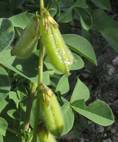 Shakeshake, CROTALARIA INCANA, legumes