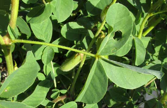 Shakeshake, CROTALARIA INCANA, leaf