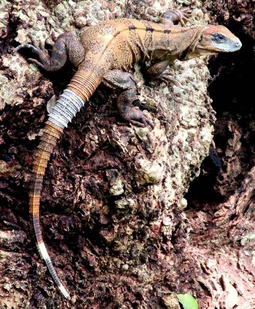 Black Iguana with blue band