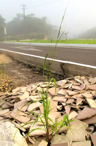 Guatemala Grass, TRIPSACUM ANDERSONII