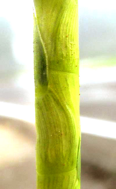 Guatemala Grass, TRIPSACUM ANDERSONII, spikelets