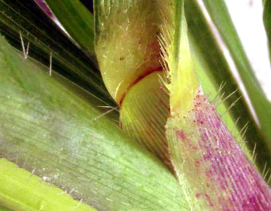 Guatemala Grass, TRIPSACUM ANDERSONII, ligule