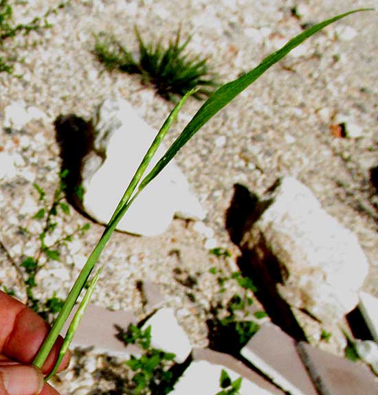 Guatemala Grass, TRIPSACUM ANDERSONII, inflorescences