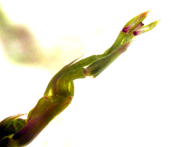 Guatemala Grass, TRIPSACUM ANDERSONII, no male flowers